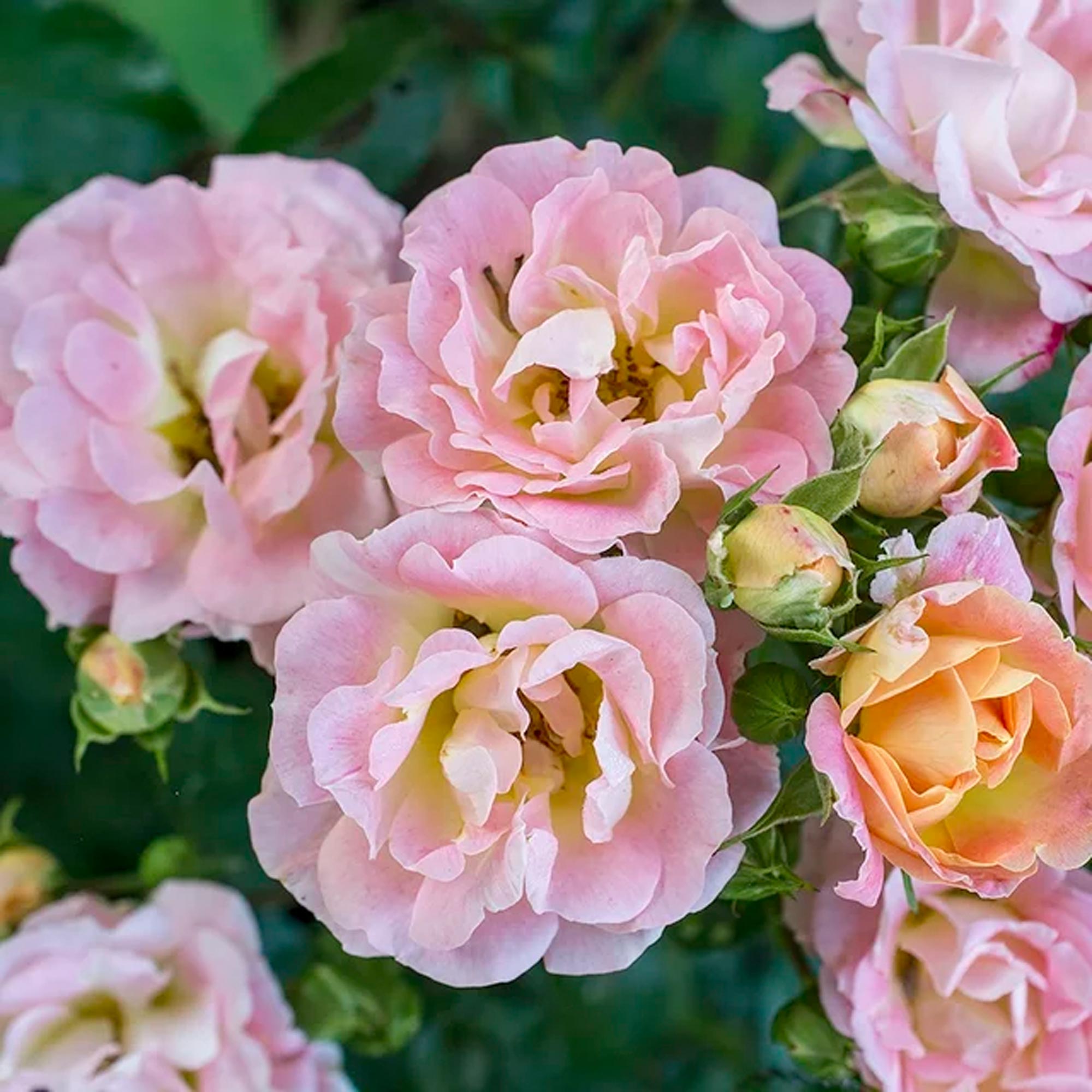 Drift Peach Rose Live Shrub (2 Gallon) – Image 2